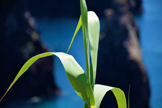 Full Day Tour of Madeira West - Accessibility