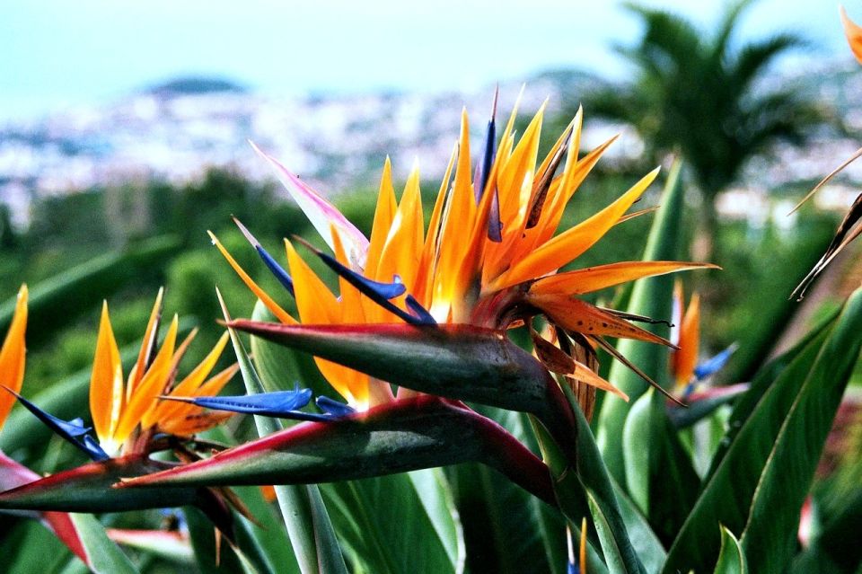 Funchal: Madeira Botanical Garden Private Tuk-Tuk Tour - Private Tour With Pickup