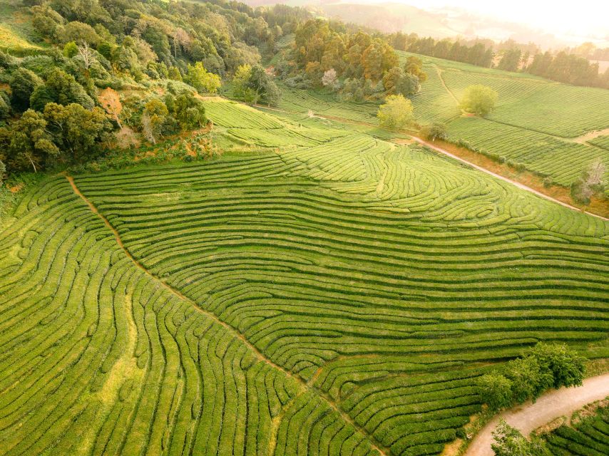 Furnas: Tea Plantations, Lake and Volcano Guided Tour - Terra Nostra Park