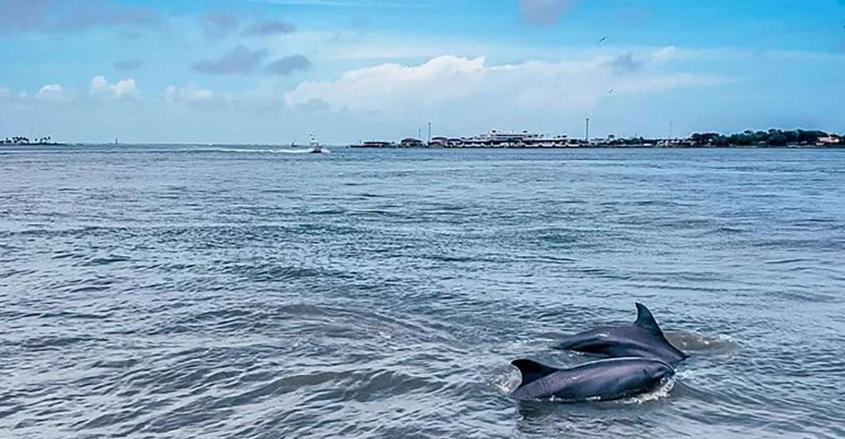 Galveston: Dolphin-Watching Cruise - Scenic Views of Galveston