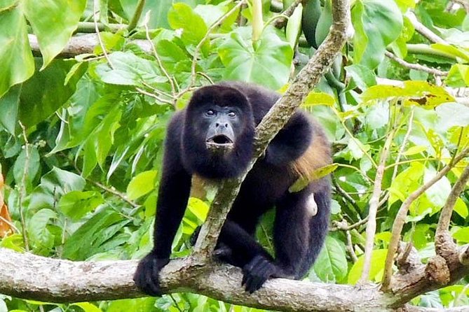 Gatun Lake & Panama Canal Wildlife Boat Tour and Sloth Sanctuary - Included Amenities