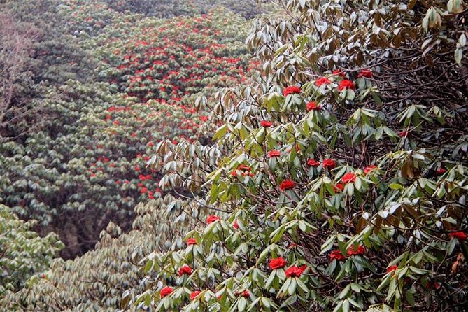 Ghorepani Poon Hill Trek - Trekking Itinerary