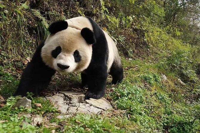Giant Panda and Buddha 1 Day Tour - Convenient Transportation and Pickup