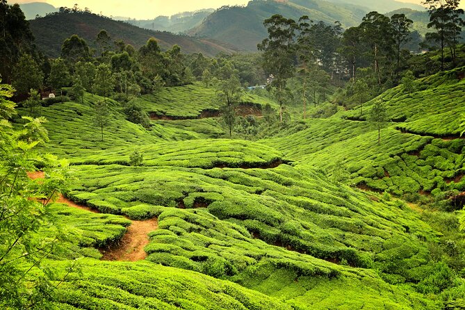 Gods Own Country - KERALA (8 Days Private Trip) - Kochi City Tour