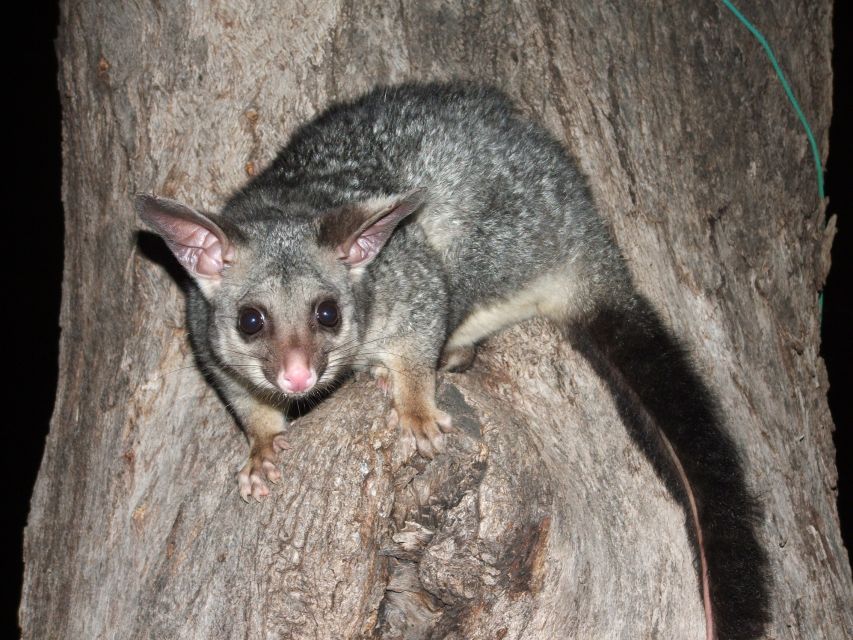 Gold Coast: Evening Rainforest and Glow Worm Experience - Important Information