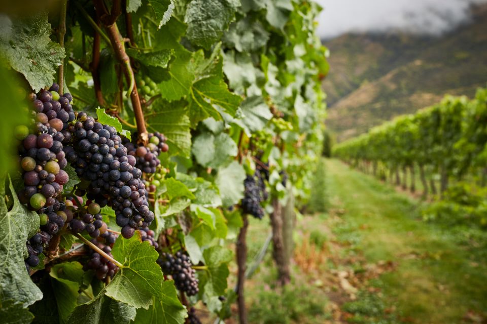 Gourmet Food and Wine Tour With Lunch and Wine Tastings - Gourmet Experiences