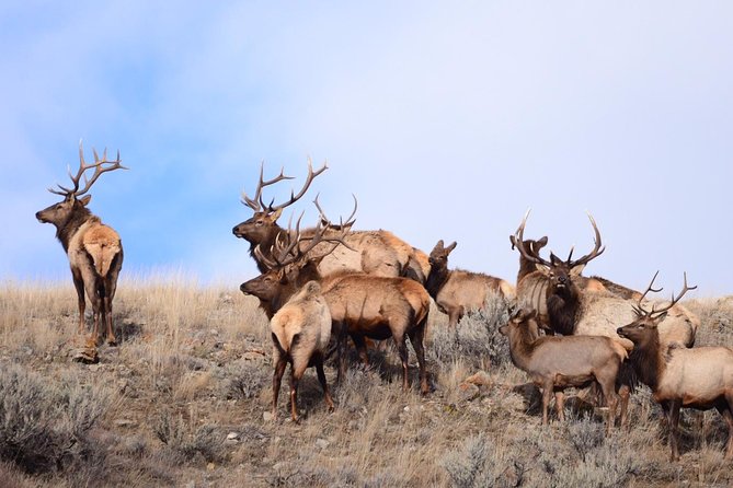 Grand Teton Wildlife Safari in a Enclosed or Open-Air Vehicle (Season Dependent) - Experience and Expectations