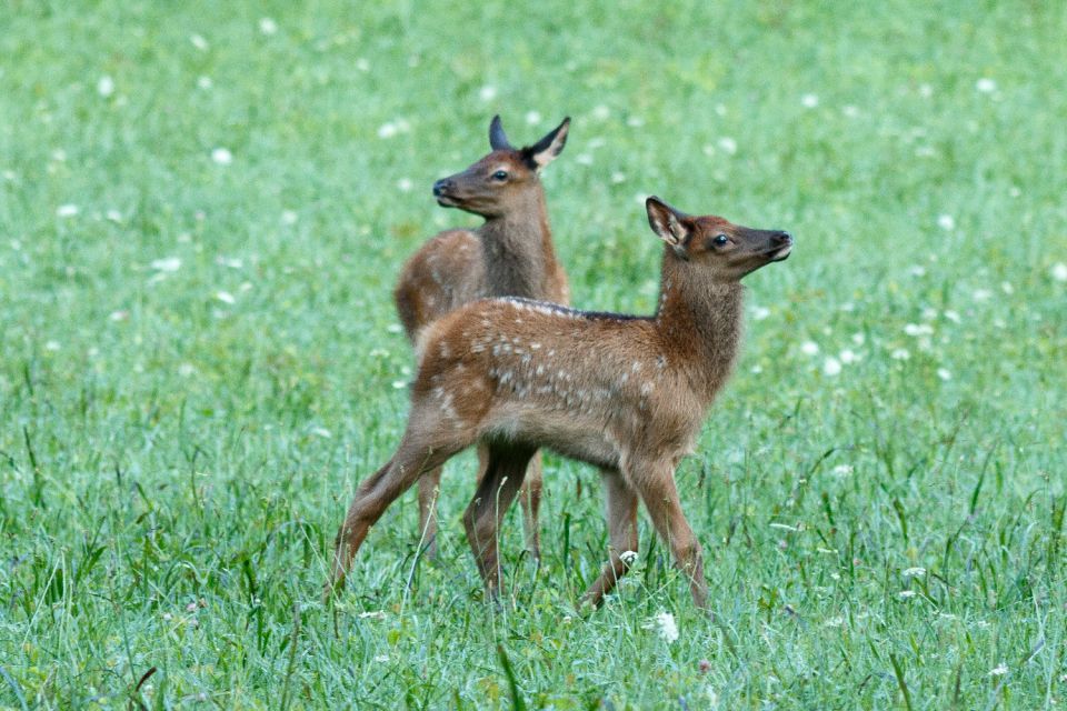 Great Smoky Mountains National Park Self-Guided Driving Tour - Highlights