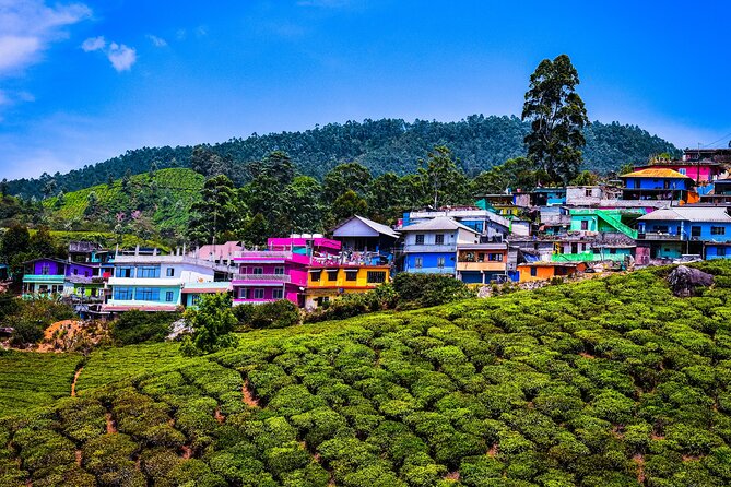 Green Magic Day Tour to Munnar - Customer Reviews and Feedback