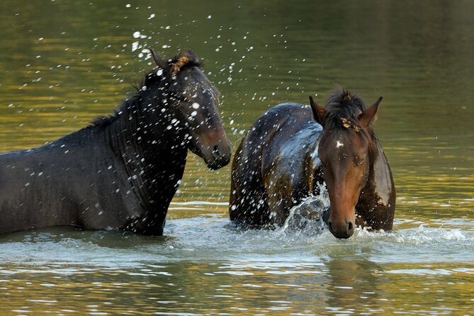 GROUP Guided Day Trip to the Danube Delta, Tulcea - Letea - Physical Fitness Requirement