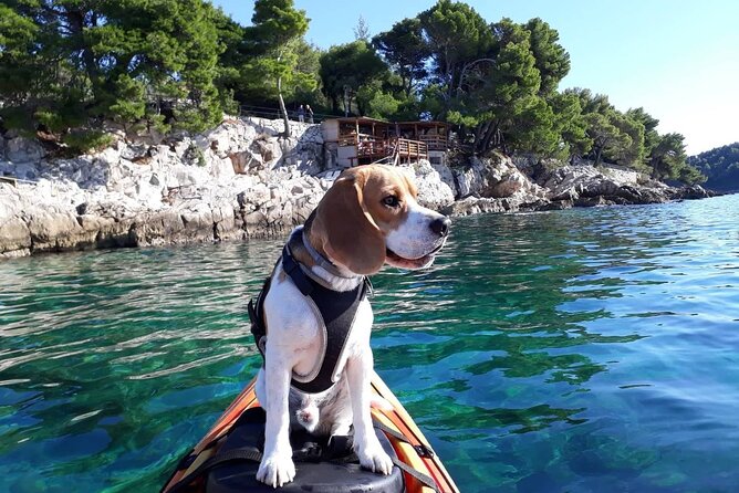 Guided Sea Kayaking Tour in Cavtat - Key Points