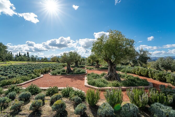 Guided Tour and Olive Oil Tasting in Ronda - Meeting Point Details