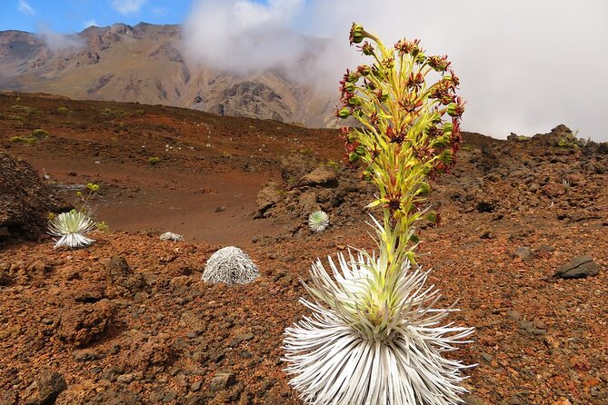 Haleakala Sunrise Best Self-Guided Bike Tour - Meeting and Drop-off Details