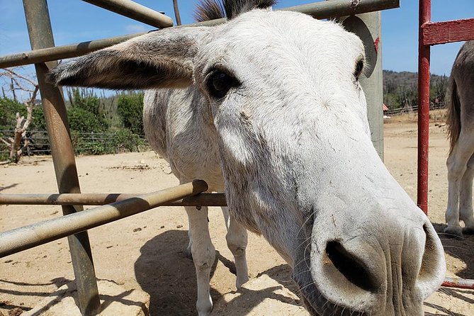 Half-Day Aruba Animal Sanctuary Guided Tour - Animal Interaction Opportunities