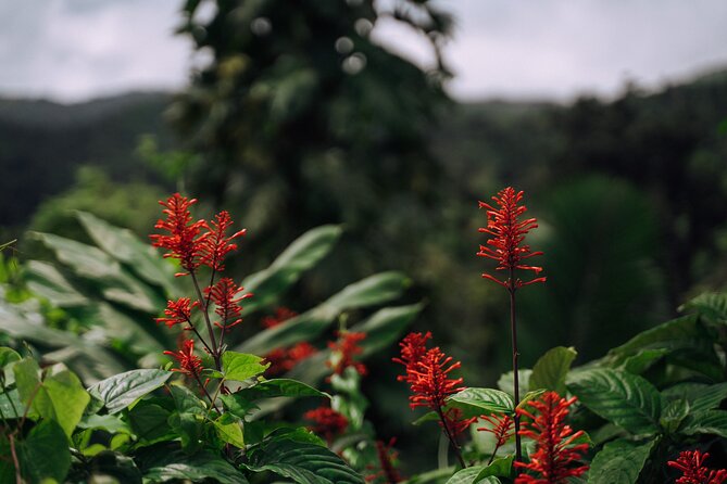 Half-Day El Yunque National Forest Tour From San Juan - Guide Qualifications