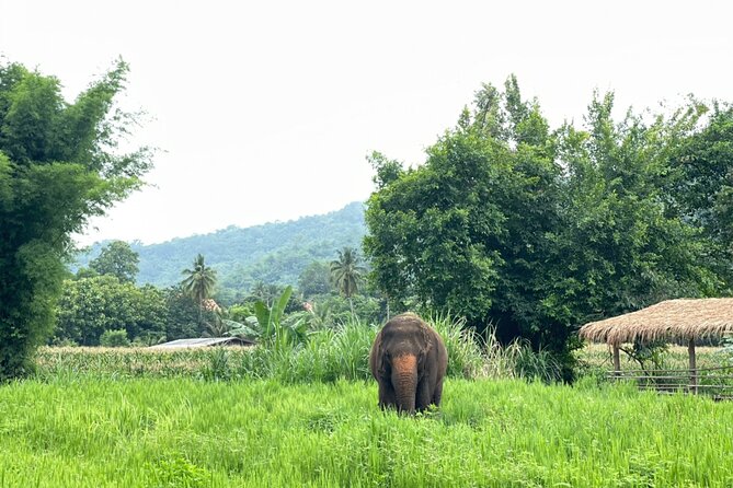 Half-Day Elephant Experience at Rantong - Arrival and Pickup Details