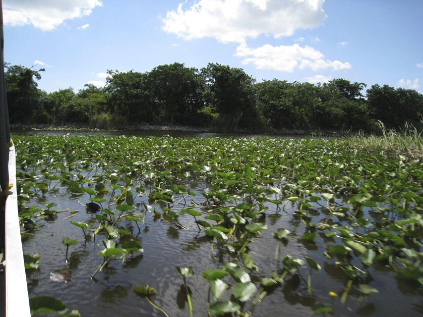 Half-Day Everglades Airboat Tours and Transportation - Sightseeing and Animal Viewing