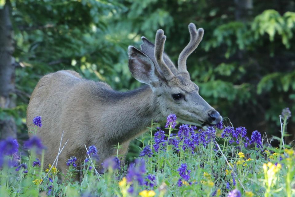 Half-Day RMNP Lakes and Meadows Tour-RMNPhotographer - Meeting Point