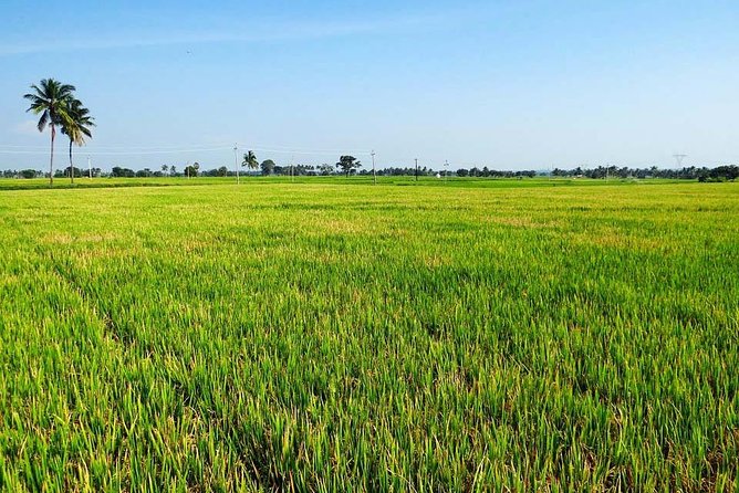 Hanoi Vespa Countryside Tour With Female Ao Dai Riders Half Day - Tour Requirements and Accessibility