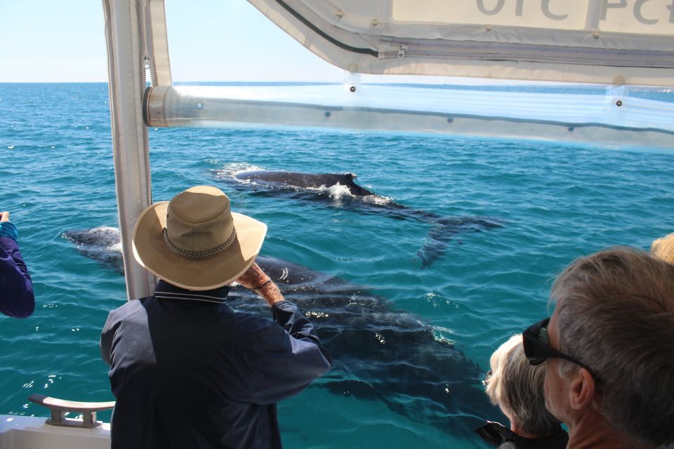 Hervey Bay: Ultimate Whale Watching Experience - Meeting Point Location and Details