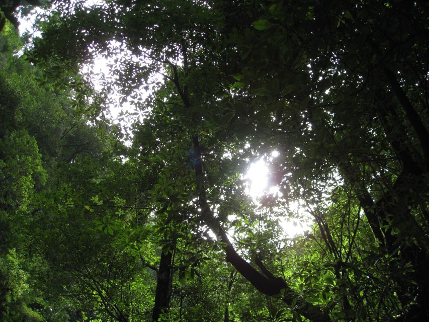 Hidden Corners, the Kings Levada Full Day Hike - Traveler Suitability