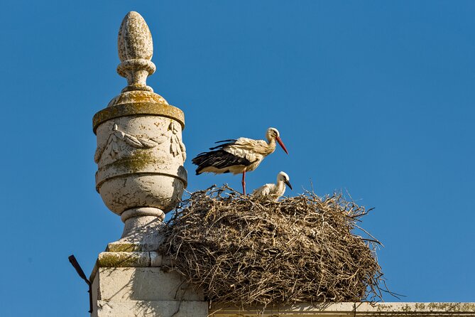 Highlights & Hidden Gems of Faro Private Tour - Natural Wonders