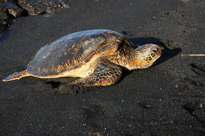 Hilo Shore Excursion: Volcanoes National Park, Rainbow Falls - Booking and Cancellation Policies