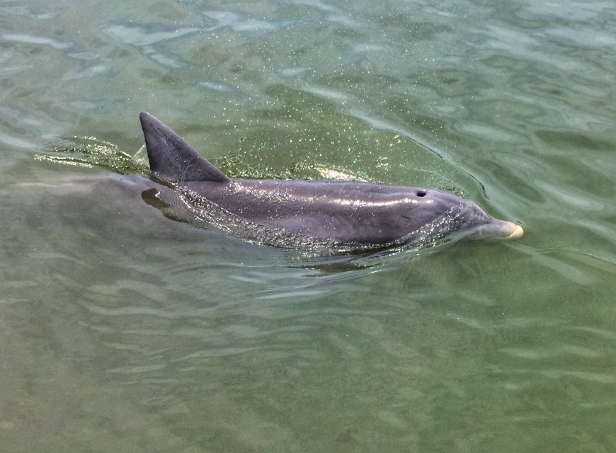 Hilton Head Island: Dolphin Watching Cruise With Donuts - Whats Included in the Experience