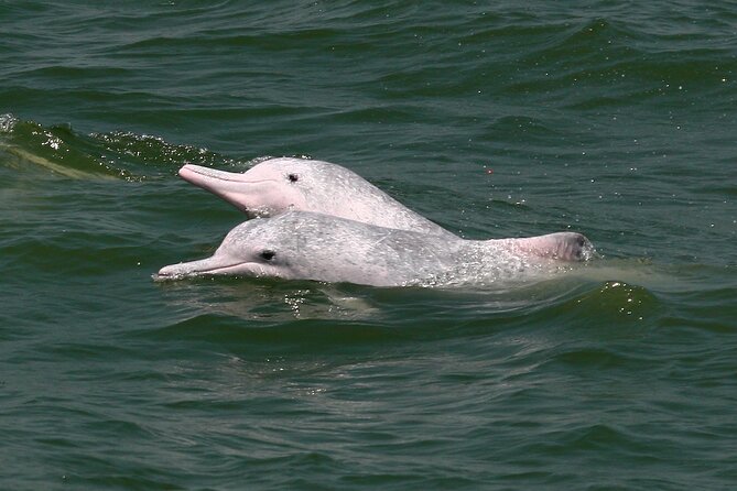 Hong Kong Dolphin Watch Tour - Cancellation and Payment Options