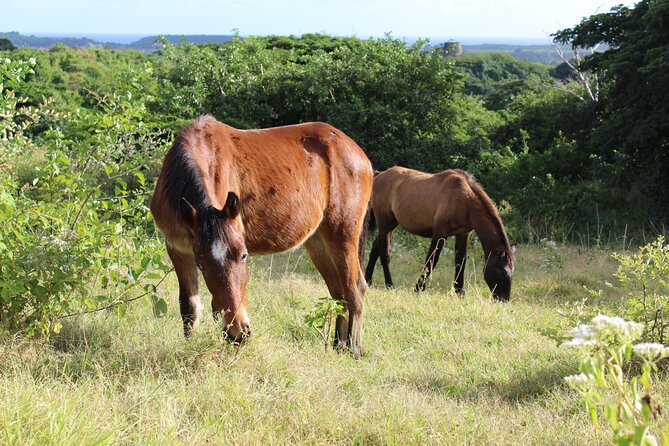 Horseback Riding Experience - Reviews and Testimonials