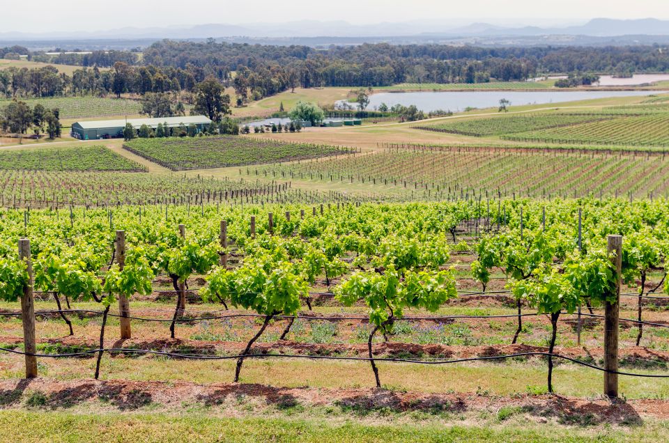 Hunter Valley: Wine, Gin, Cheese and Chocolate Tour - Customer Reviews and Ratings