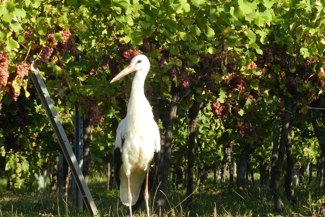 ICONICS Tour: 1/2 Day on the Wine Route, Visit of 2 Villages + Tasting. - Confirmation and Accessibility
