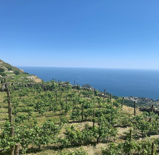 Ischia: Vineyard Tour & Wine Tasting Experience W/ Transfers - Pairing Wines With Local Delicacies