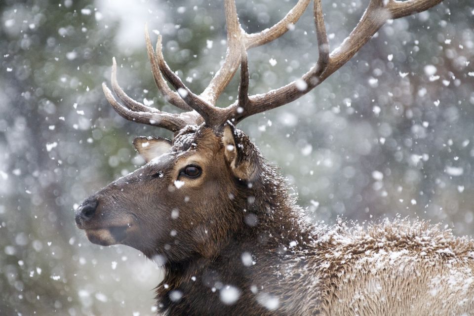 Jackson: Grand Teton and National Elk Refuge Winter Day Trip - Geological Insights