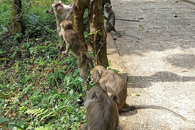 Jakarta Bogor Botanical Garden, Waterfall and Rice Terrace, Lunch - Sundanese Lunch Enjoyment