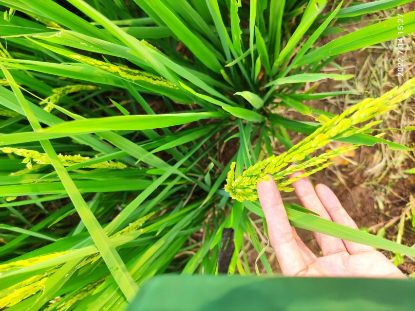 Jakarta : Botanical Garden, Waterfalls, and Rice Fields Tour - Nangka Waterfall