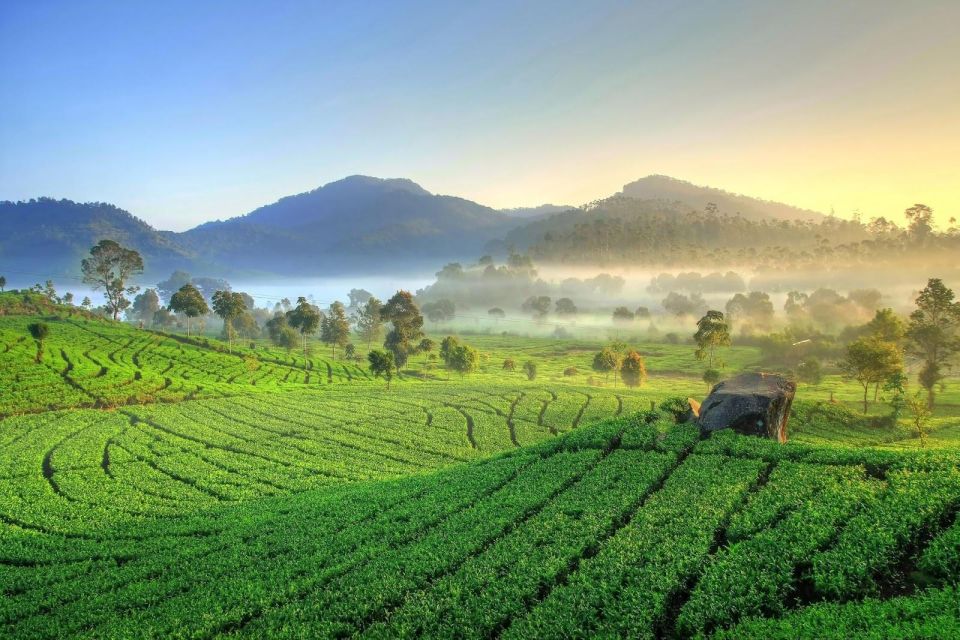 Jakarta: White Crater Volcano, Natural Hot Spring West Java - Tea Plantation Tour