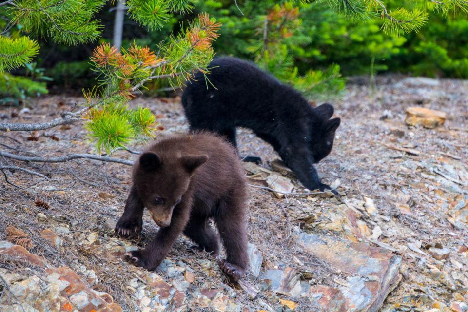 Jasper National Park: Evening or Morning Wildlife Watch Tour - Transportation and Pickup/Drop-off