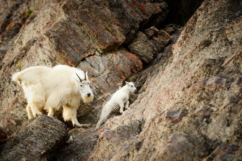 Jasper: Transfer to Banff/Lake Louise W/ Columbia Icefields - Glacier Adventure