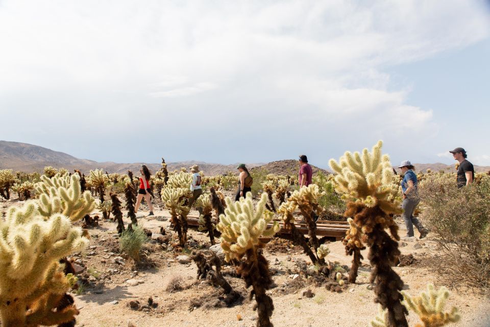 Joshua Tree NP: Sunrise or Sunset Tour - Recap