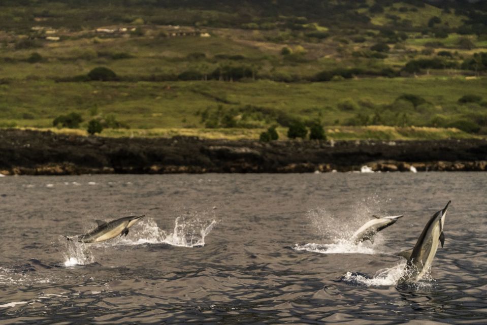 Kailua-Kona: Big Island Morning Snorkeling Tour With Lunch - Age and Ability Requirements