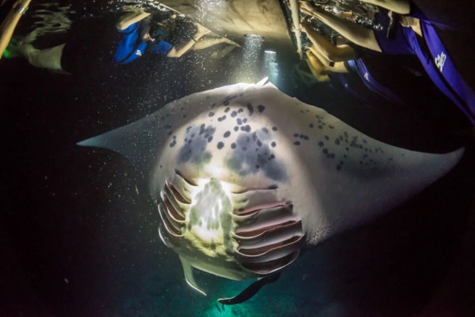 Kailua-Kona: Manta Ray Watching Nighttime Boat Trip - Meeting Point and Logistics