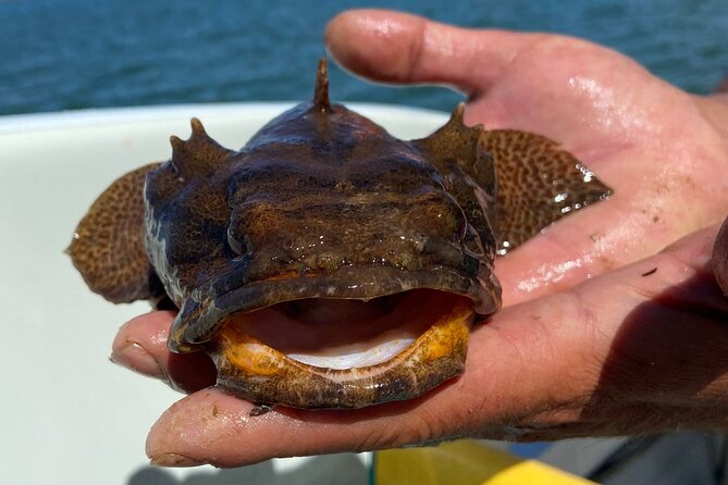 Kayak Tours With Amazing Caves, Sea Life and Marine Biologist . - Marine Biologist Guide