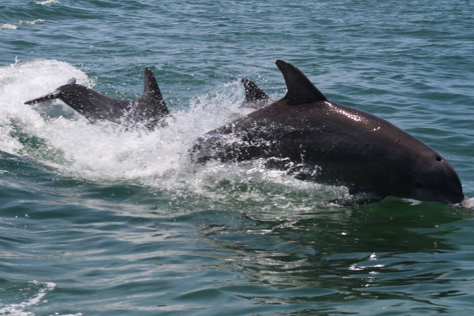 Key West: Dolphin & Snorkel Boat Tour With Sunset Option - What to Expect During the Day