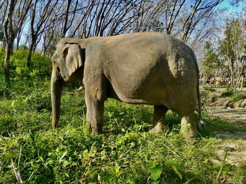 Khao Lak: Guided Walk & Feed Elephant Experience With Pickup - Getting Up Close