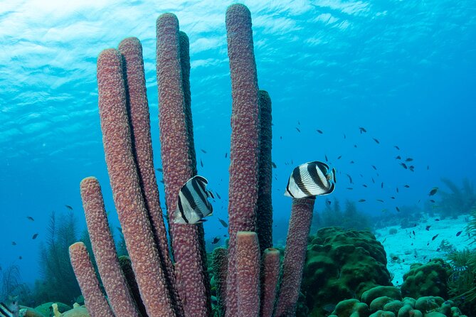 Klein Bonaire Marine Park Snorkeling Excursion - Snorkeling Locations