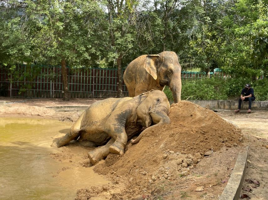 Koh Samui: Ethical Elephant Home Guided Tour With Transfers - Walking With Elephants