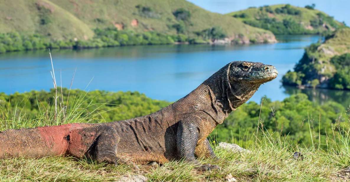 Komodo Island: Komodo Dragons & Islands Day Tour - Tour Restrictions