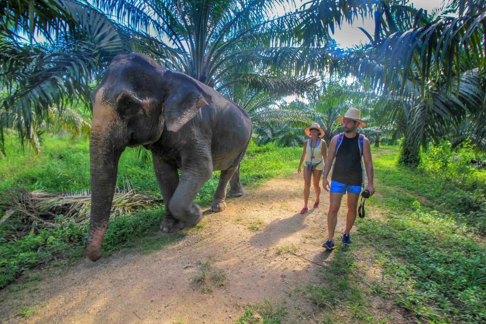 Krabi: Elephant Care House Guided Tour With Hotel Transfers - What to Bring for the Tour