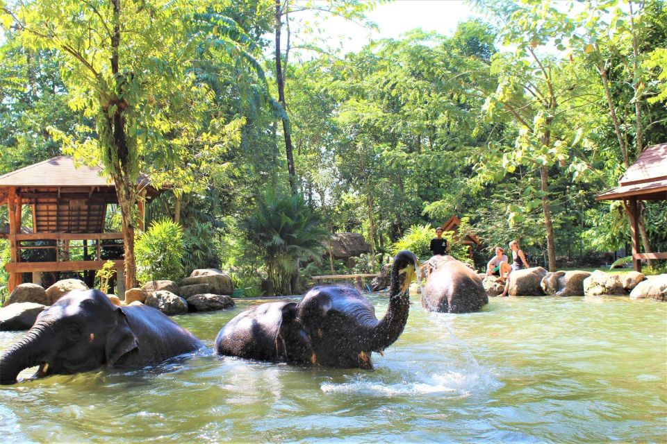 Krabi: Ethical Elephant Sanctuary Experience - Walking Through the Jungle Alongside Elephants